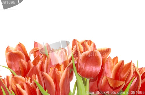 Image of bunch of red tulips