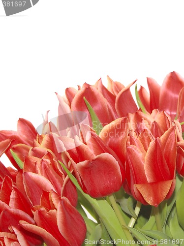 Image of bunch of red tulips
