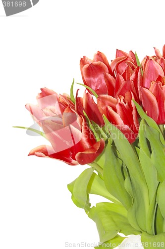 Image of bunch of red tulips