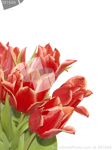 Image of bunch of red tulips