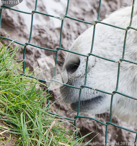 Image of Donkey behind a green fence