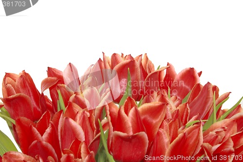 Image of bunch of red tulips