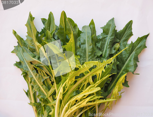 Image of Catalonian chicory salad