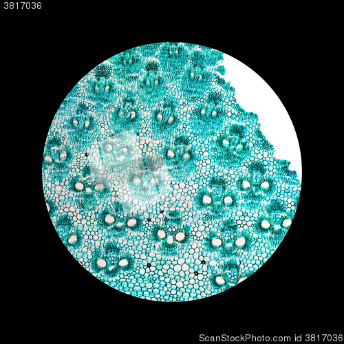 Image of Bamboo stem micrograph
