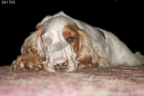 Image of tan and white cocker spaniel