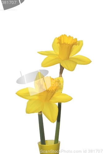 Image of two yellow daffodils