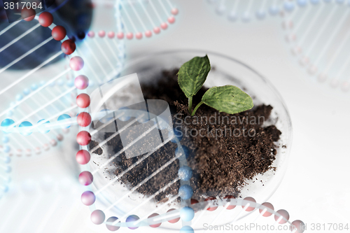 Image of close up of plant and soil in lab