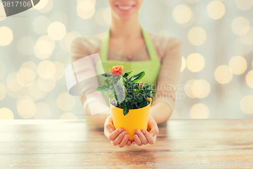 Image of close up of woman hands holding roses bush in pot