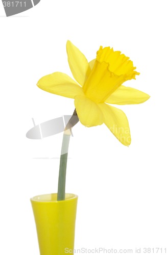 Image of single yellow daffodil