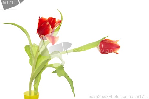Image of tulips in a vase