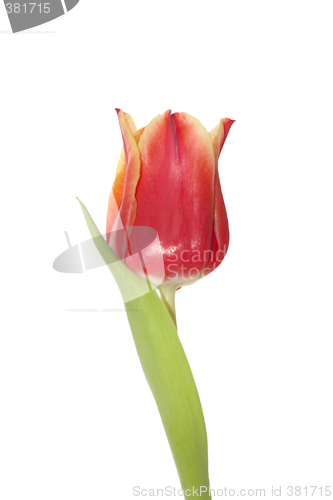 Image of single red tulip