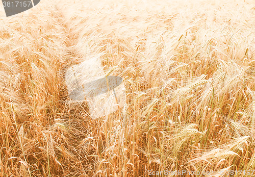 Image of Retro looking Barleycorn field