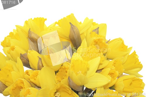 Image of bunch of daffodils