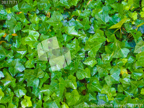 Image of Ivy leaves
