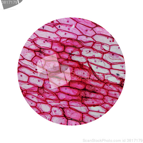 Image of Onion epidermus micrograph