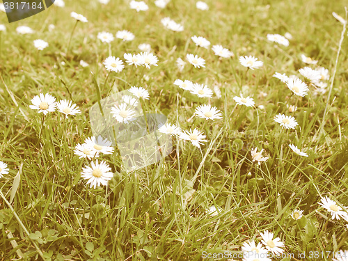 Image of Retro looking Daisy flower