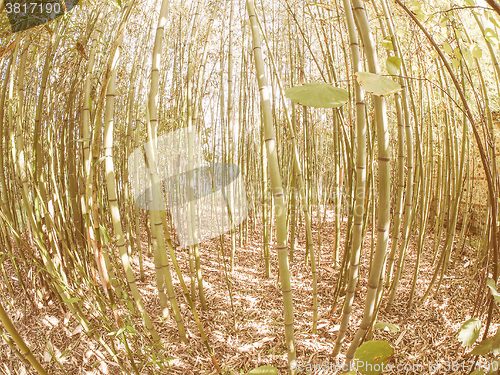Image of Retro looking Bamboo tree
