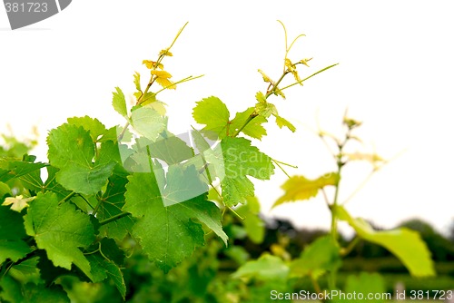 Image of Grape vines