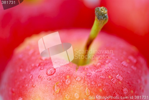 Image of Red apples macro