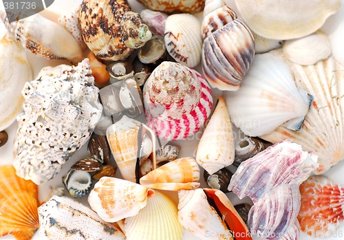 Image of Sea shells background