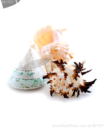 Image of Sea shells on white