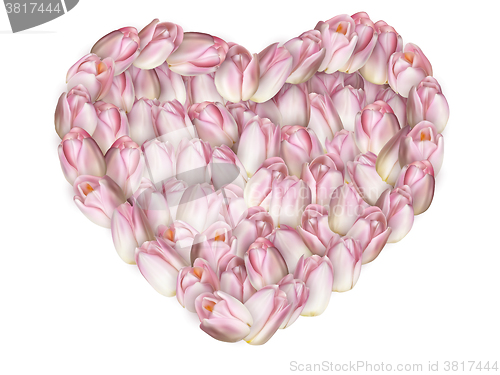 Image of Heart shaped tulip. EPS 10