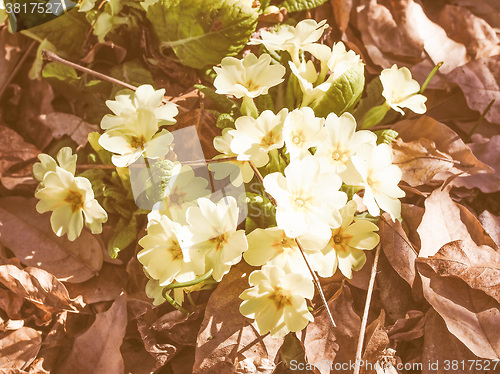 Image of Retro looking Primula flower