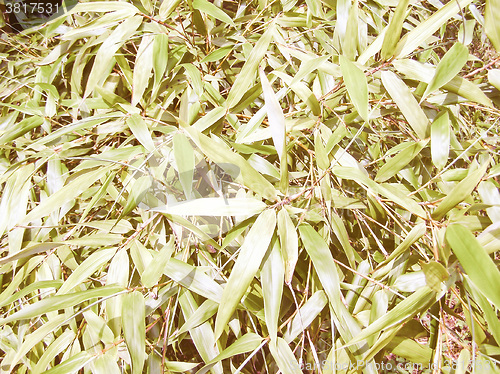 Image of Retro looking Bamboo