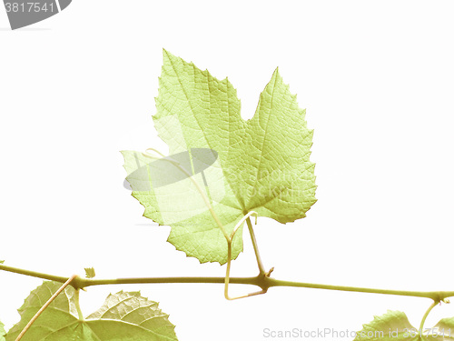 Image of Retro looking Vine picture