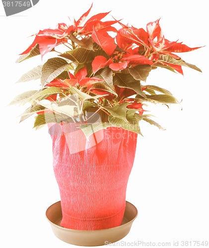 Image of Retro looking Poinsettia