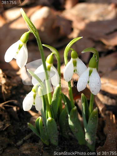 Image of Blooming snowdrops