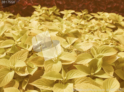 Image of Retro looking Coleus Nettle plant