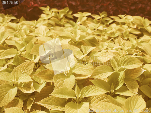 Image of Retro looking Coleus Nettle plant