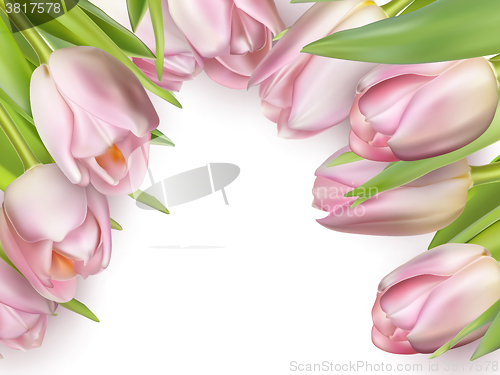 Image of Pink fresh tulips on white. EPS 10