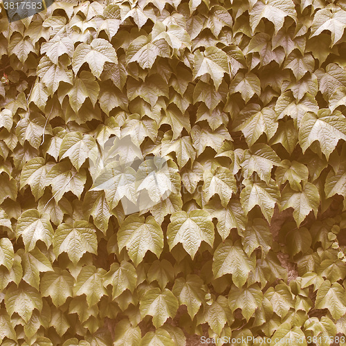 Image of Retro looking Foliage picture