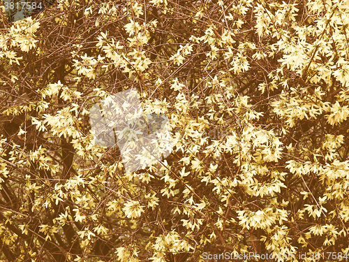 Image of Retro looking Forsythia flowers