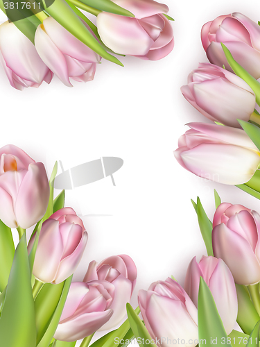 Image of Pink fresh tulips on white. EPS 10