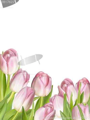 Image of Pink fresh tulips on white. EPS 10