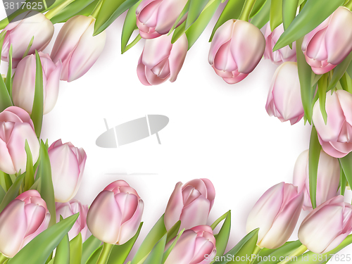 Image of Pink fresh tulips on white. EPS 10