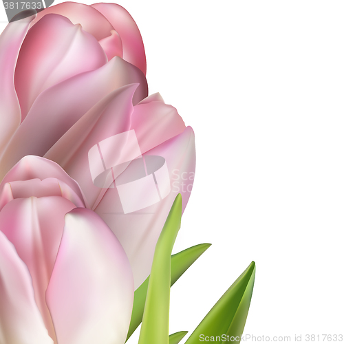 Image of Pink tulips on white. EPS 10