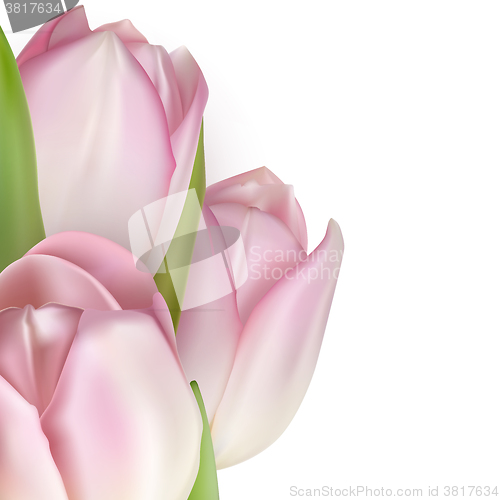 Image of Pink tulips on white. EPS 10