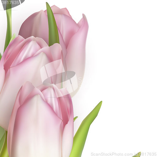 Image of Pink tulips on white. EPS 10