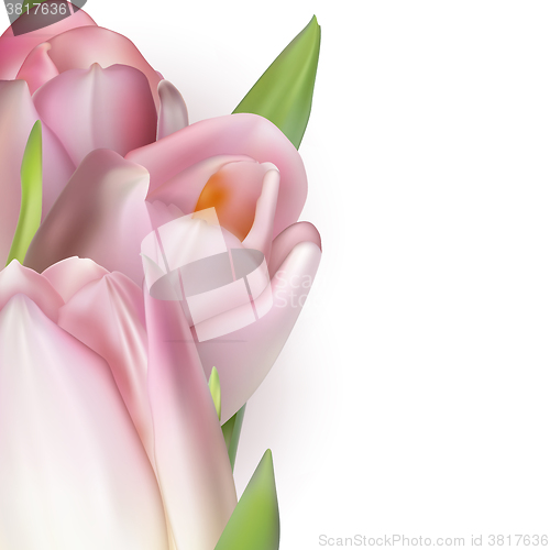 Image of Pink tulips on white. EPS 10