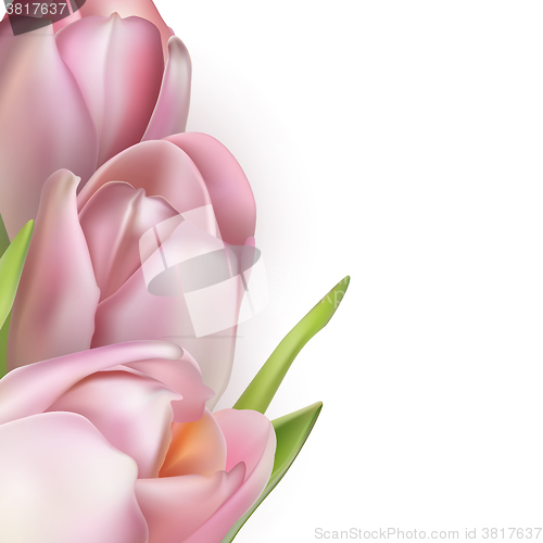 Image of Pink tulips on white. EPS 10