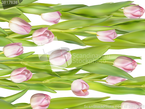 Image of Pink fresh tulips on white. EPS 10