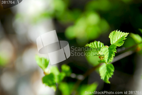 Image of Spring green leaves