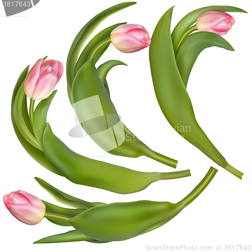 Image of Set of 4 tulips on a white background. EPS 10