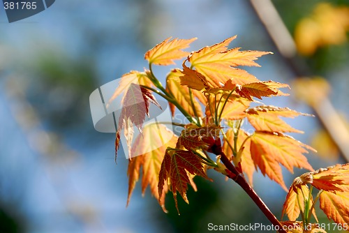 Image of Spring green leaves