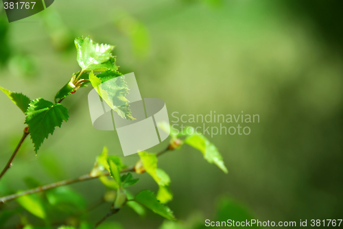 Image of Spring tree