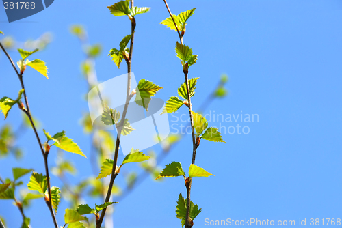 Image of Spring tree